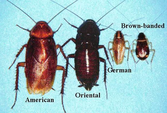Pest | Cockroach | Roaches | Blatta | Rodents | Rats ...